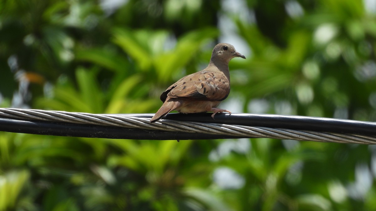 White-tipped Dove - ML617682540