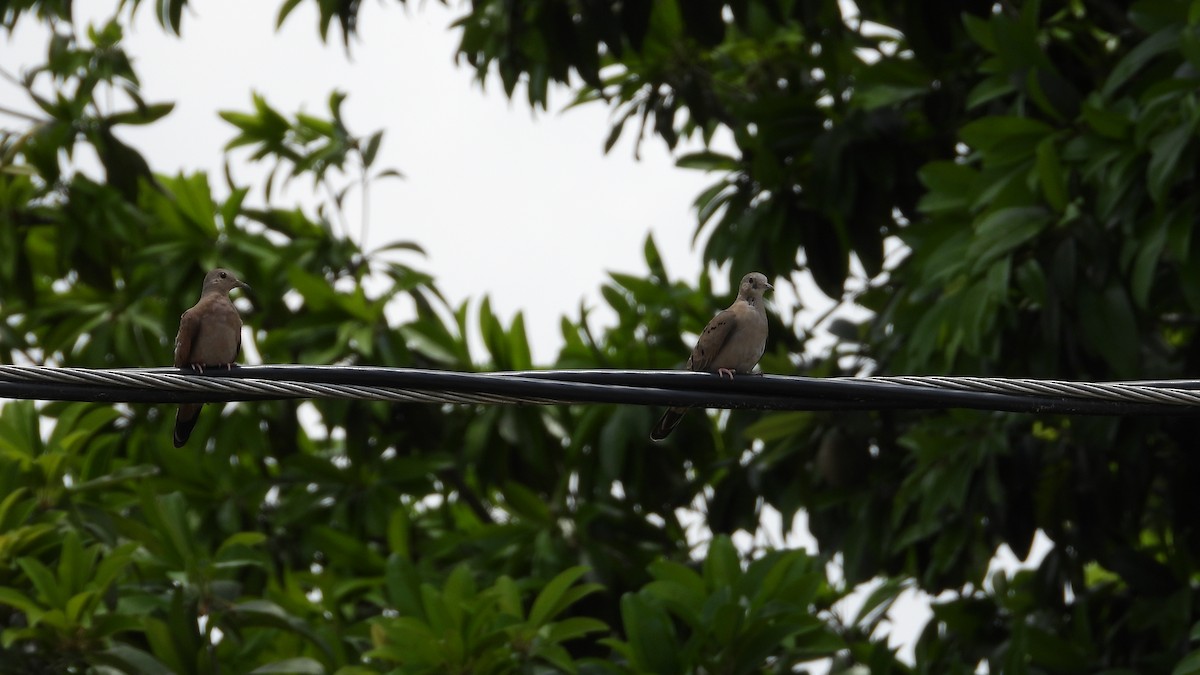 White-tipped Dove - ML617682546