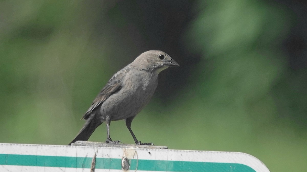 Brown-headed Cowbird - Barry Day