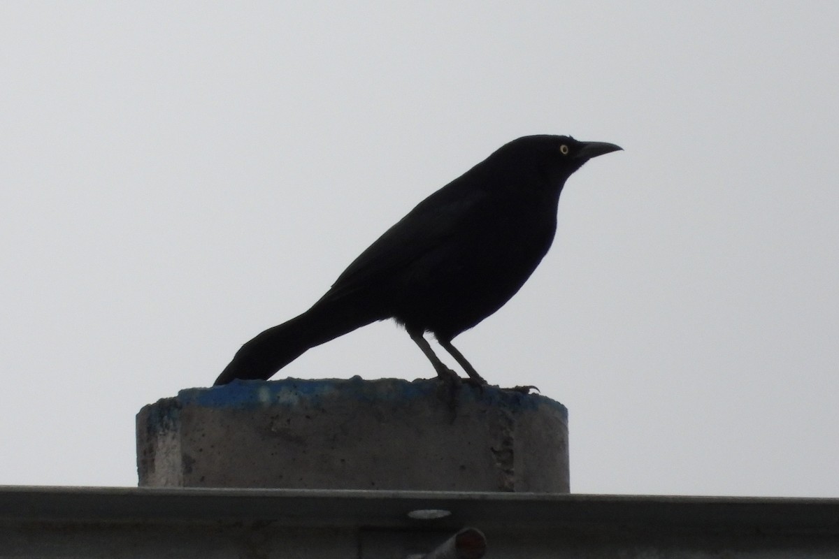 Carib Grackle - Licinio Garrido Hoyos