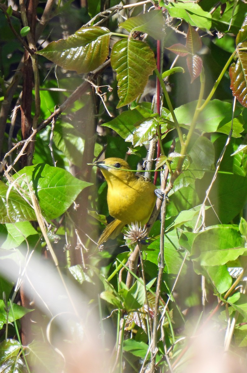 Orchard Oriole - Nicole H