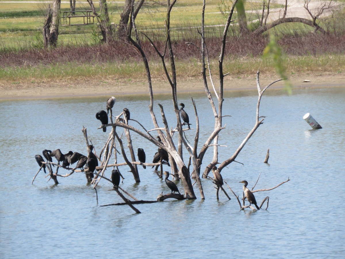 Double-crested Cormorant - ML617682595