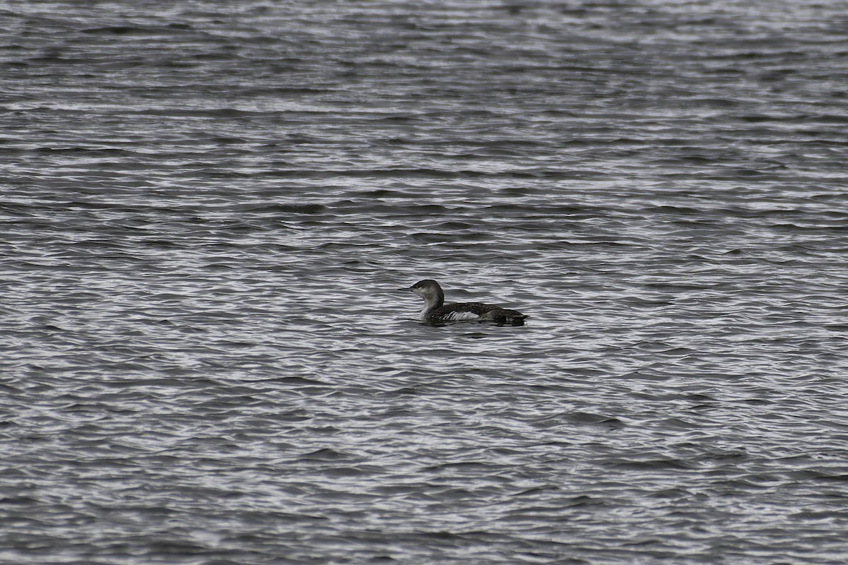 Red-throated Loon - ML617682601
