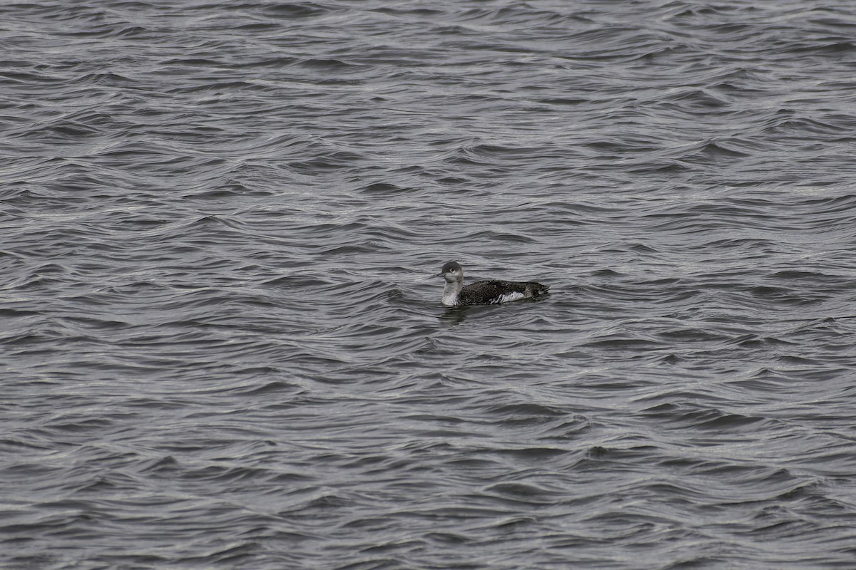 Red-throated Loon - ML617682609