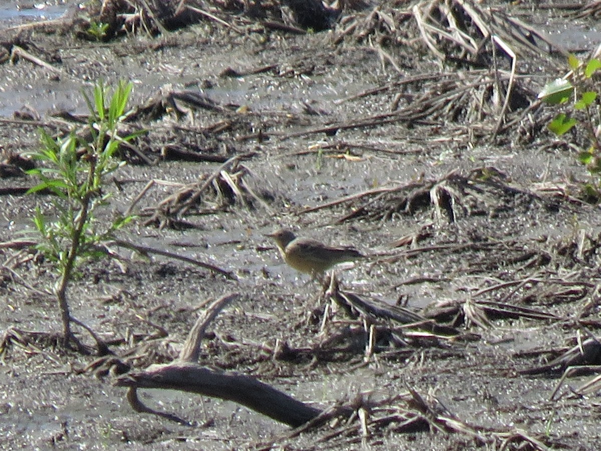 American Pipit - ML617682614