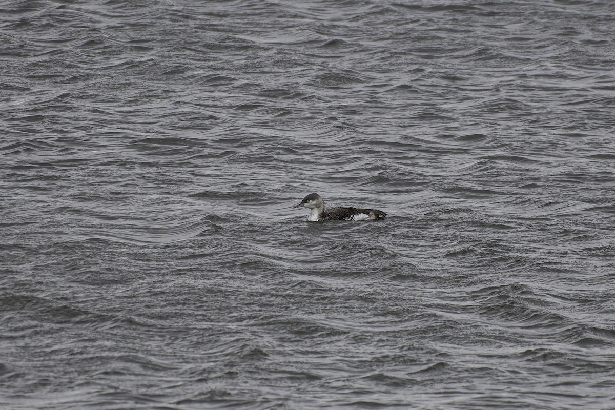 Red-throated Loon - ML617682615