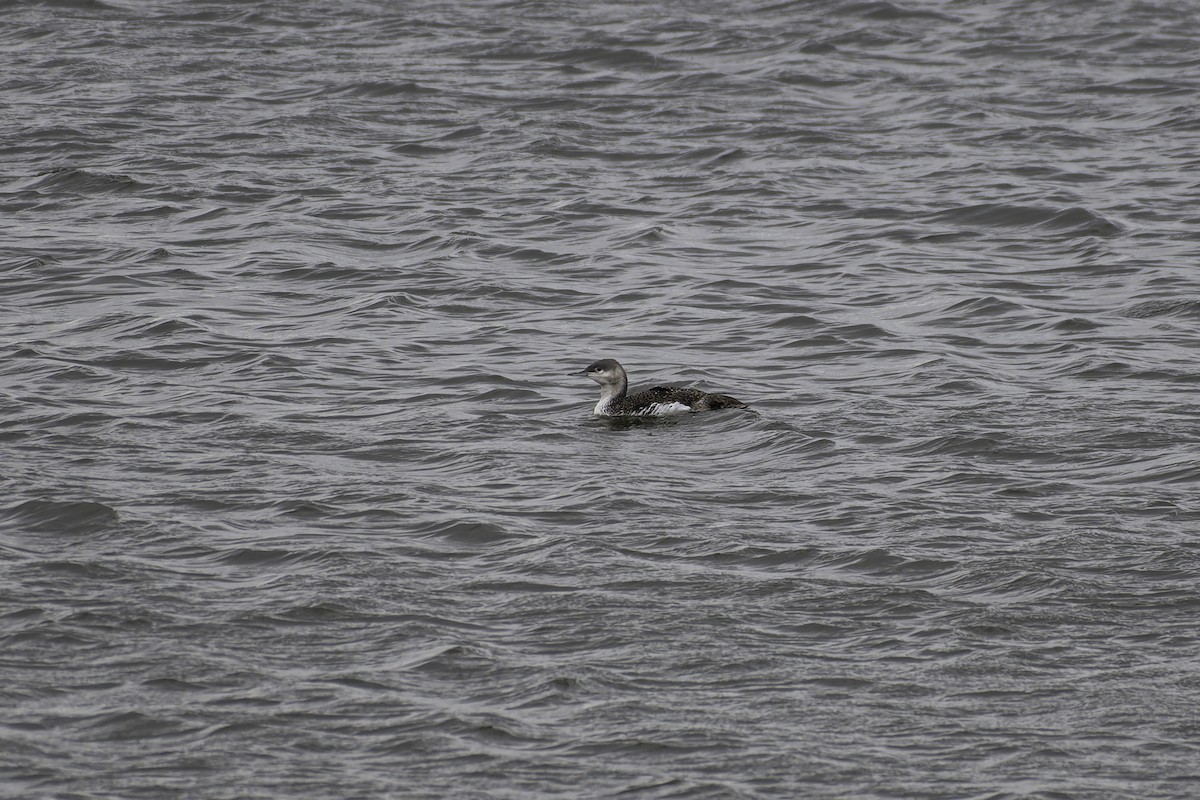 Red-throated Loon - ML617682627
