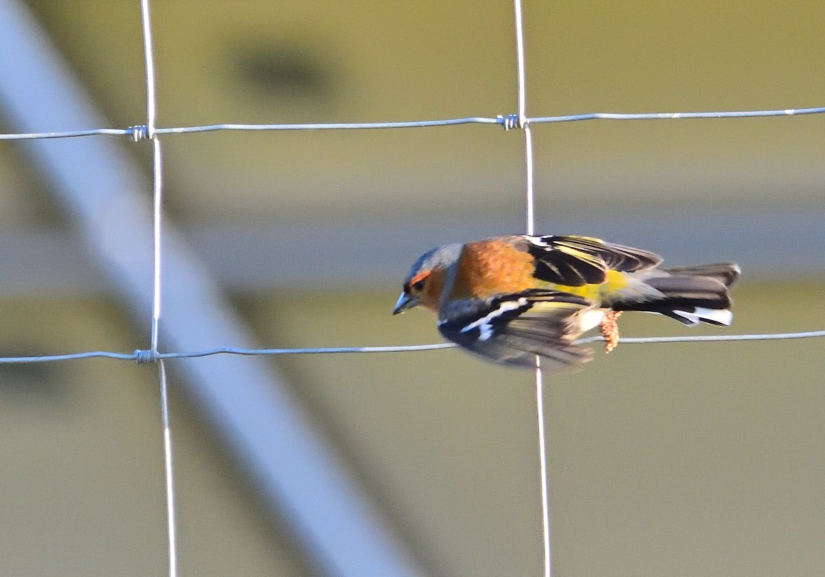 Common Chaffinch - Mu Sano