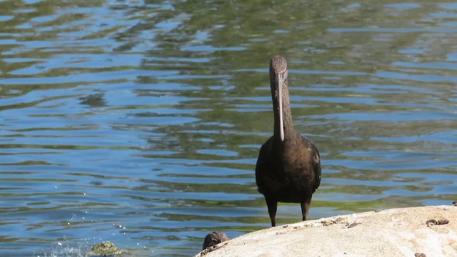 White-faced Ibis - ML617682642