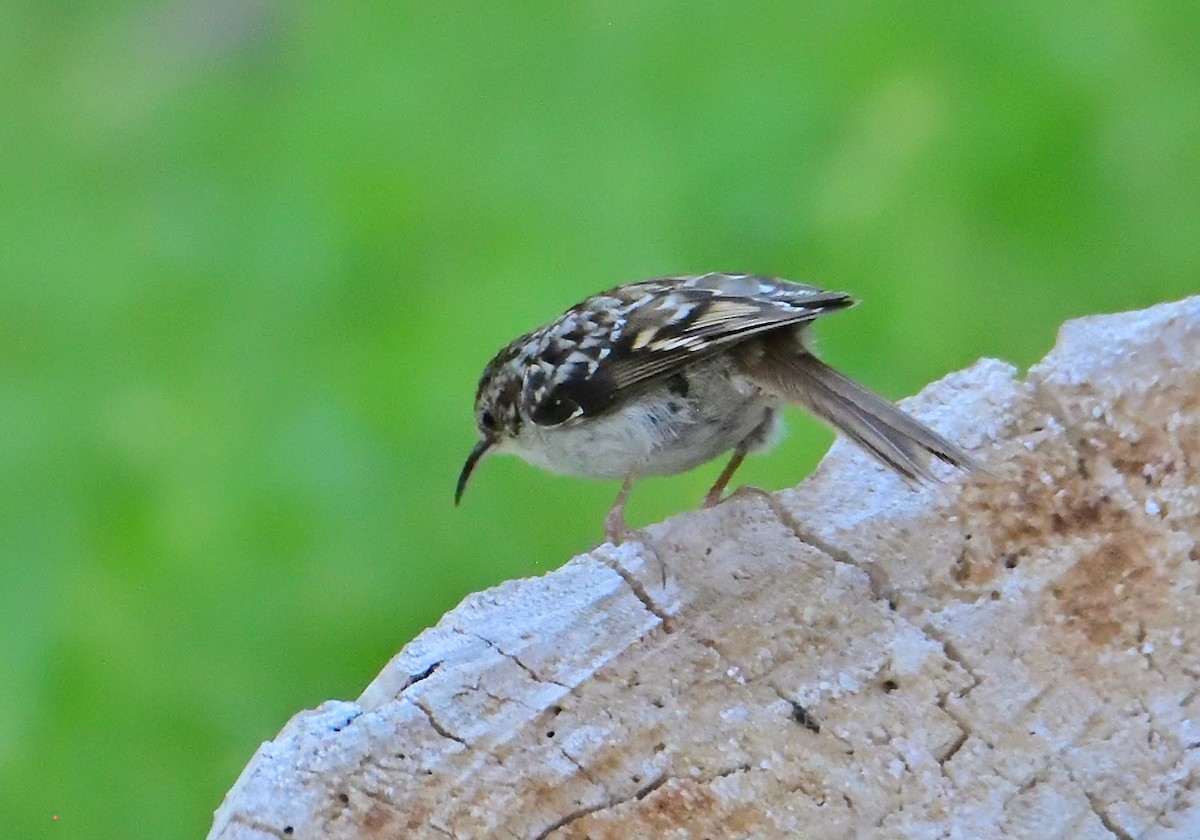 Short-toed Treecreeper - Mu Sano