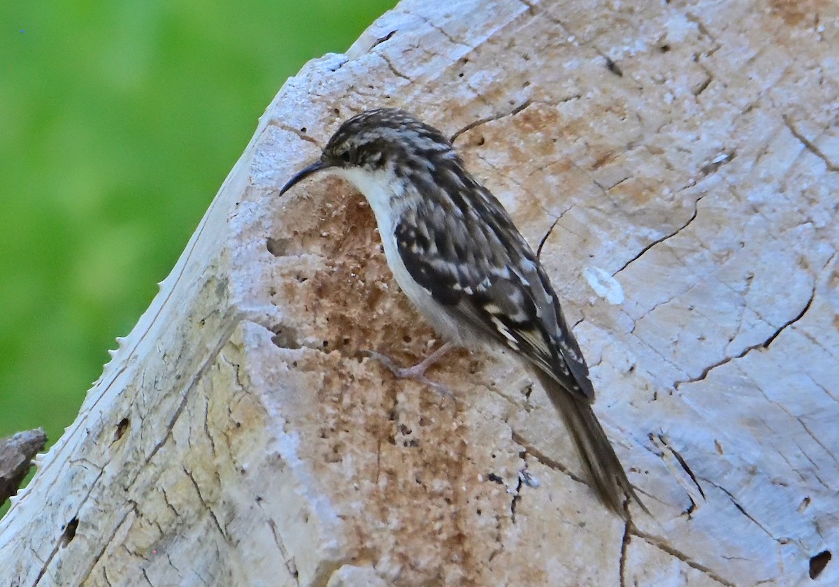 Short-toed Treecreeper - Mu Sano