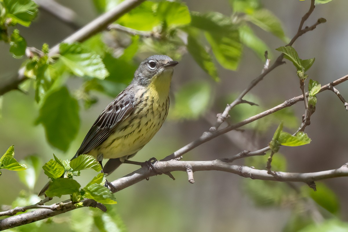 Kirtland's Warbler - ML617682684