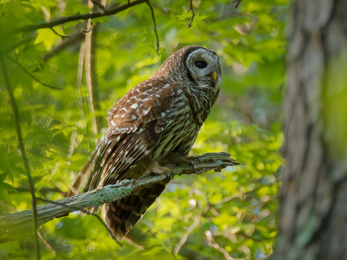 Barred Owl - ML617682685