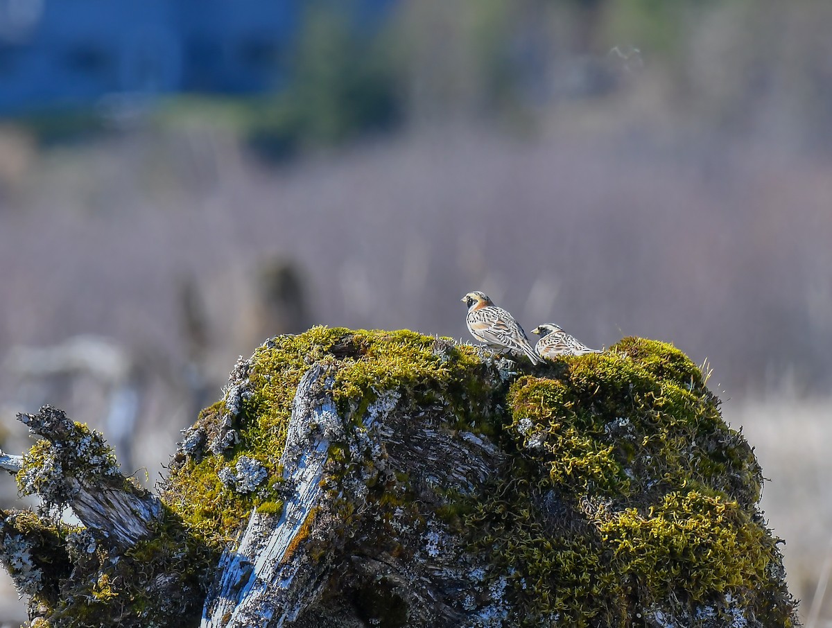 Lapland Longspur - Mark Schwan