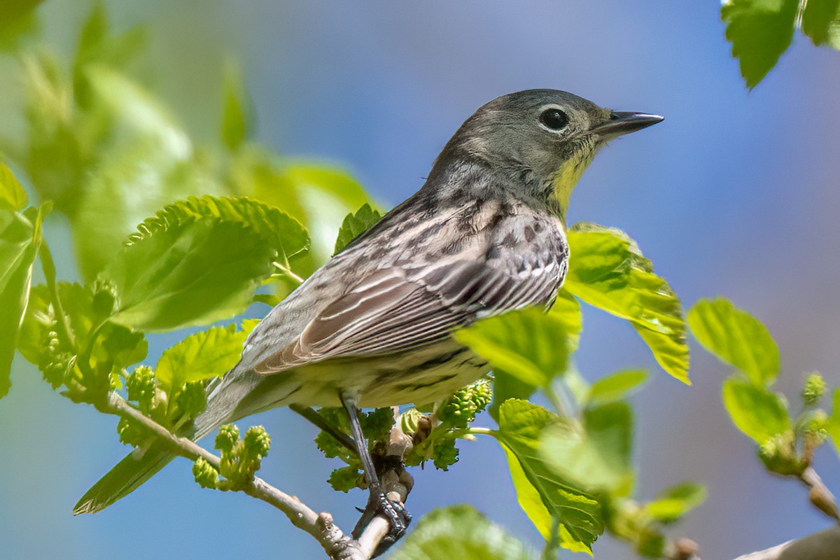 Kirtland's Warbler - ML617682701