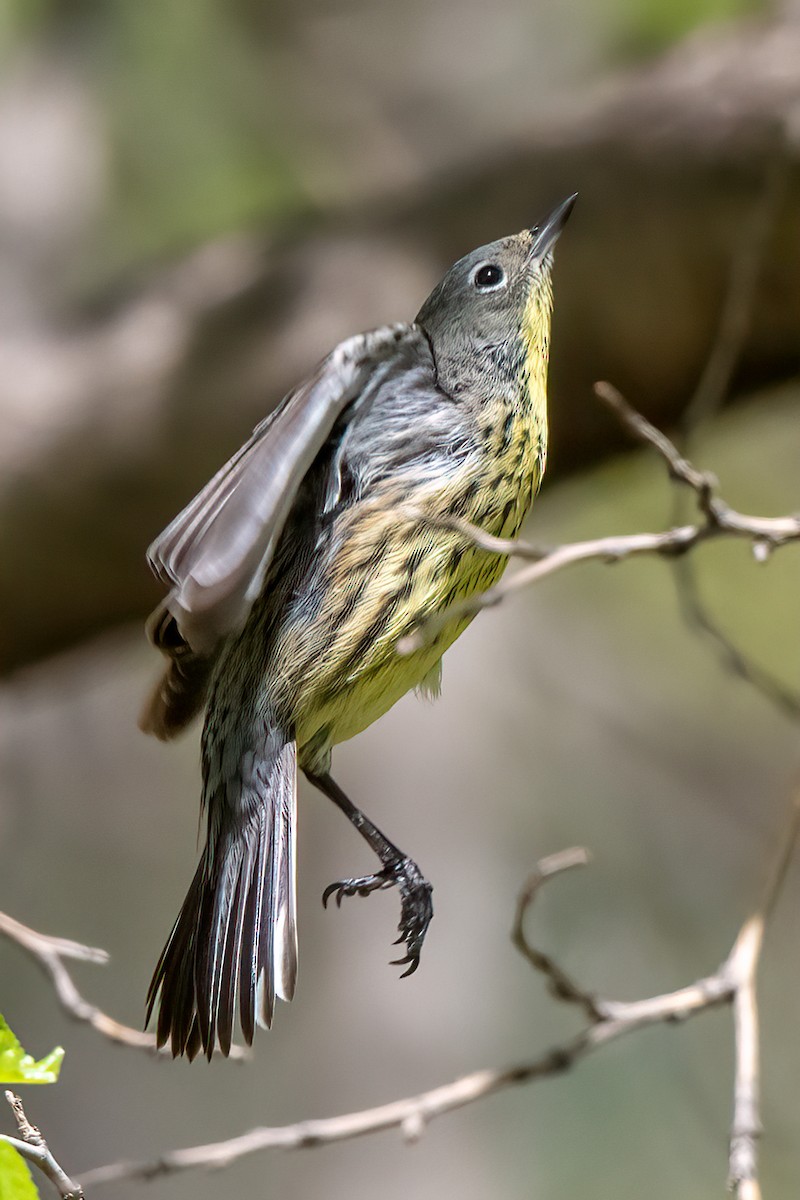 Kirtland's Warbler - ML617682723