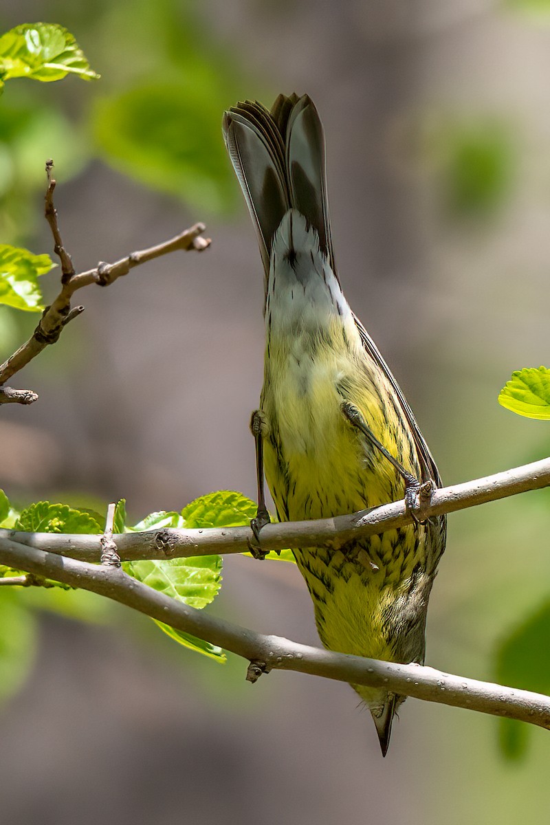 Kirtland's Warbler - ML617682750