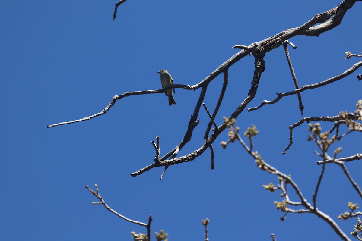 Hammond's Flycatcher - ML617682776