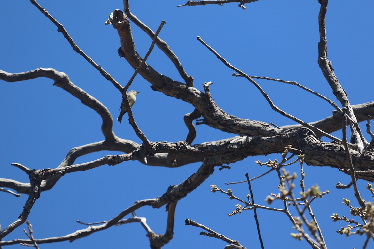 Hammond's Flycatcher - ML617682778