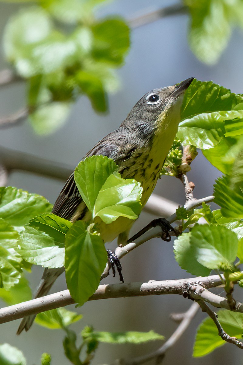 Kirtland's Warbler - Nadine Bluemel