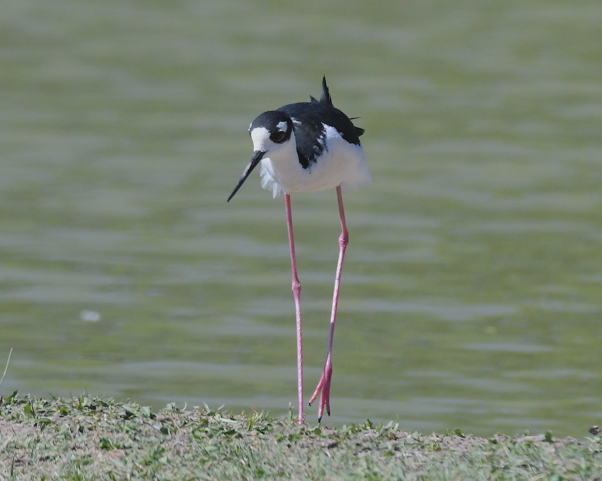 Black-necked Stilt - ML617682787