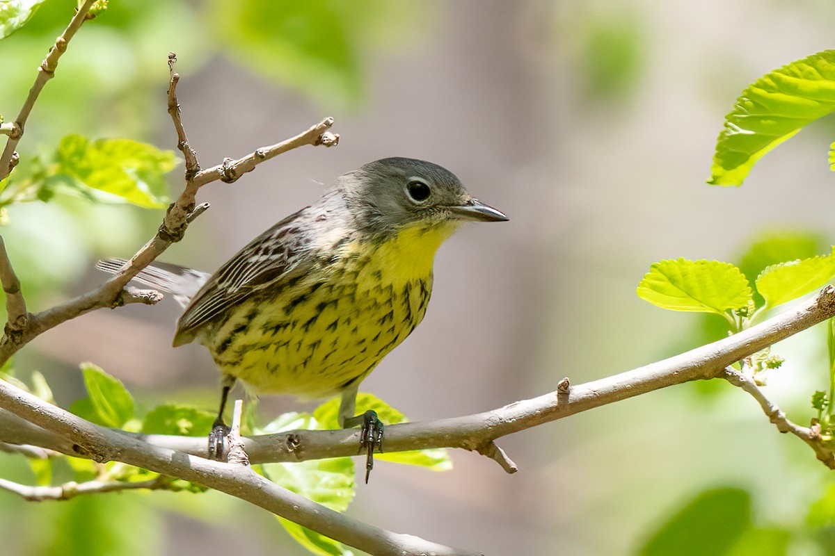 Kirtland's Warbler - ML617682797