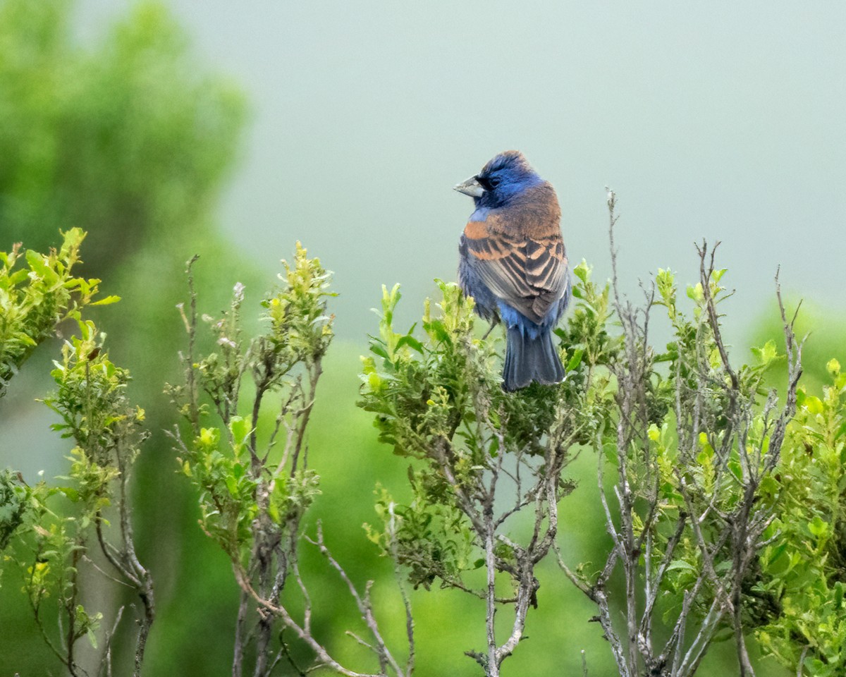 Blue Grosbeak - ML617682805