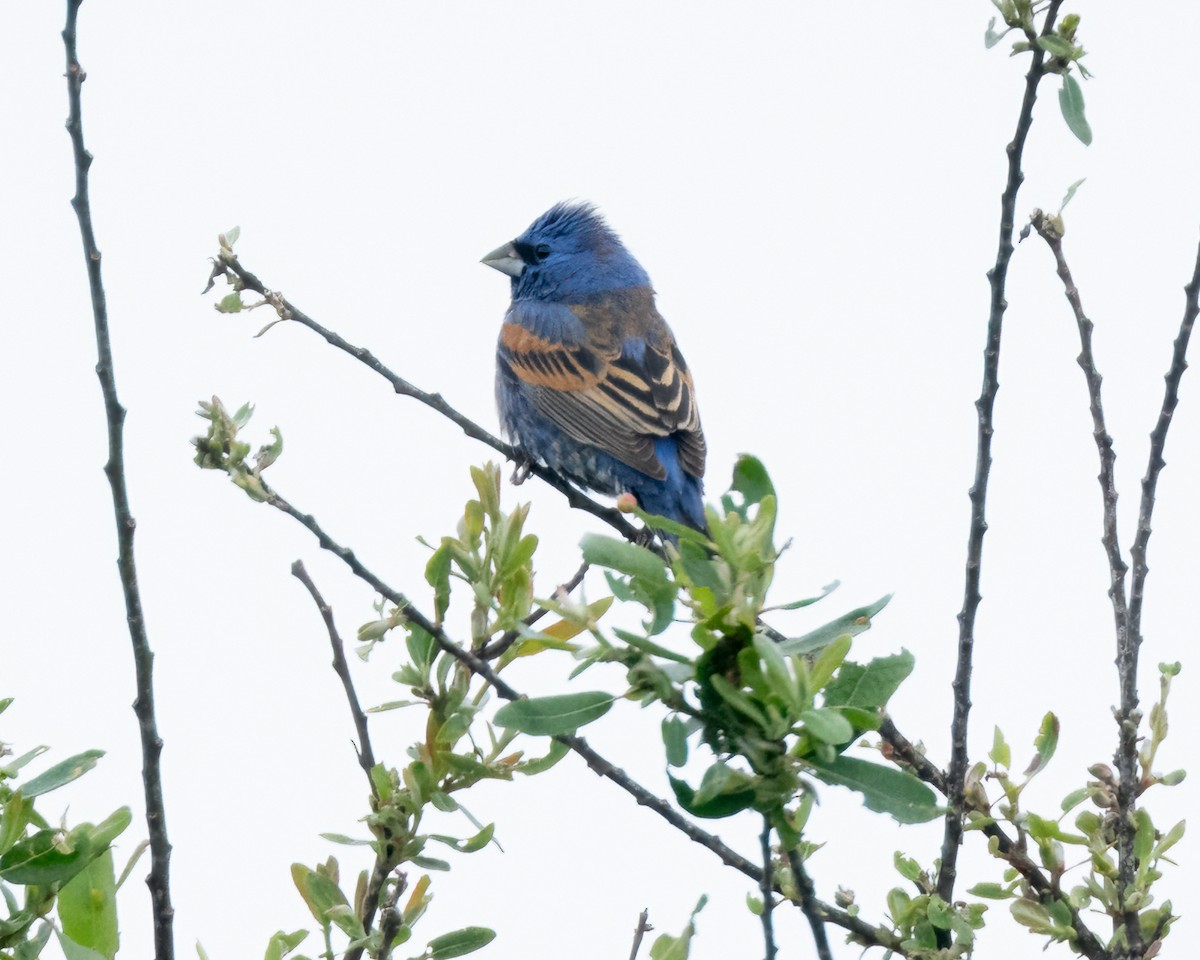 Blue Grosbeak - ML617682806