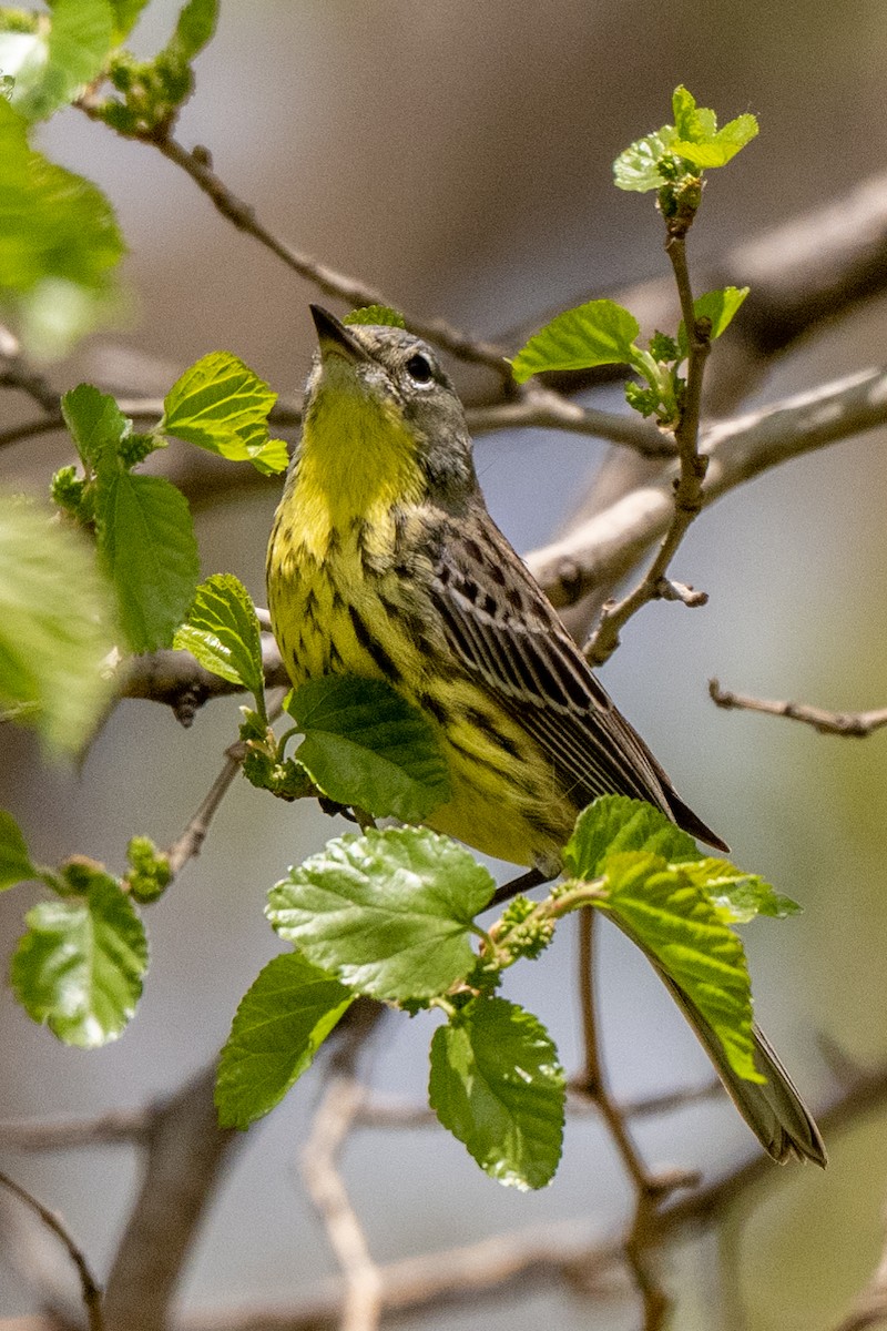 Kirtland's Warbler - ML617682812