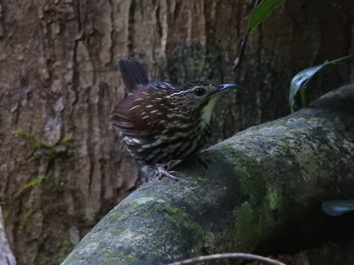 Striated Wren-Babbler - ML617682816