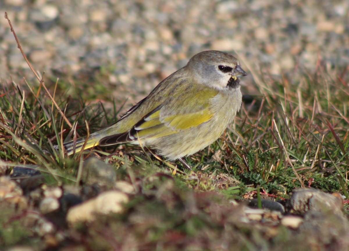 White-bridled Finch - ML617682818