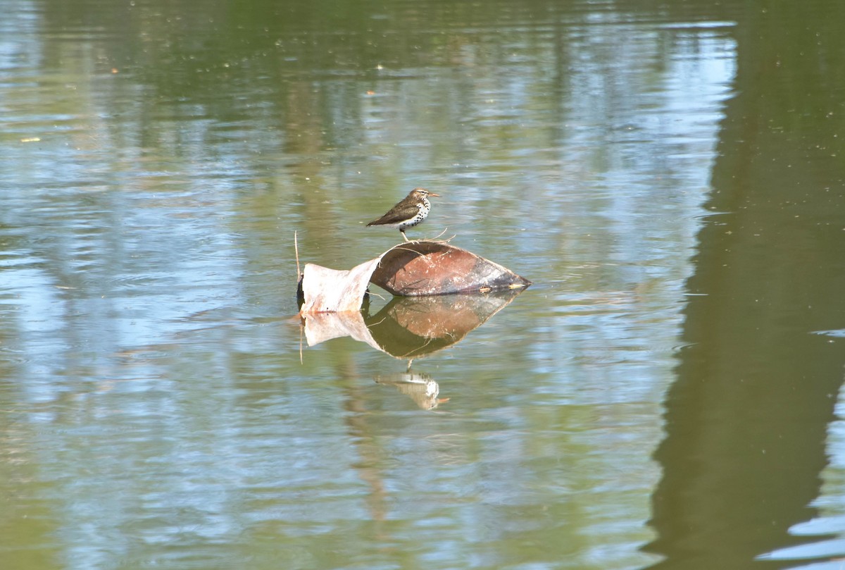 Spotted Sandpiper - ML617682829