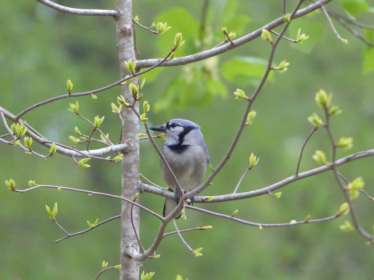 Blue Jay - ML617682830