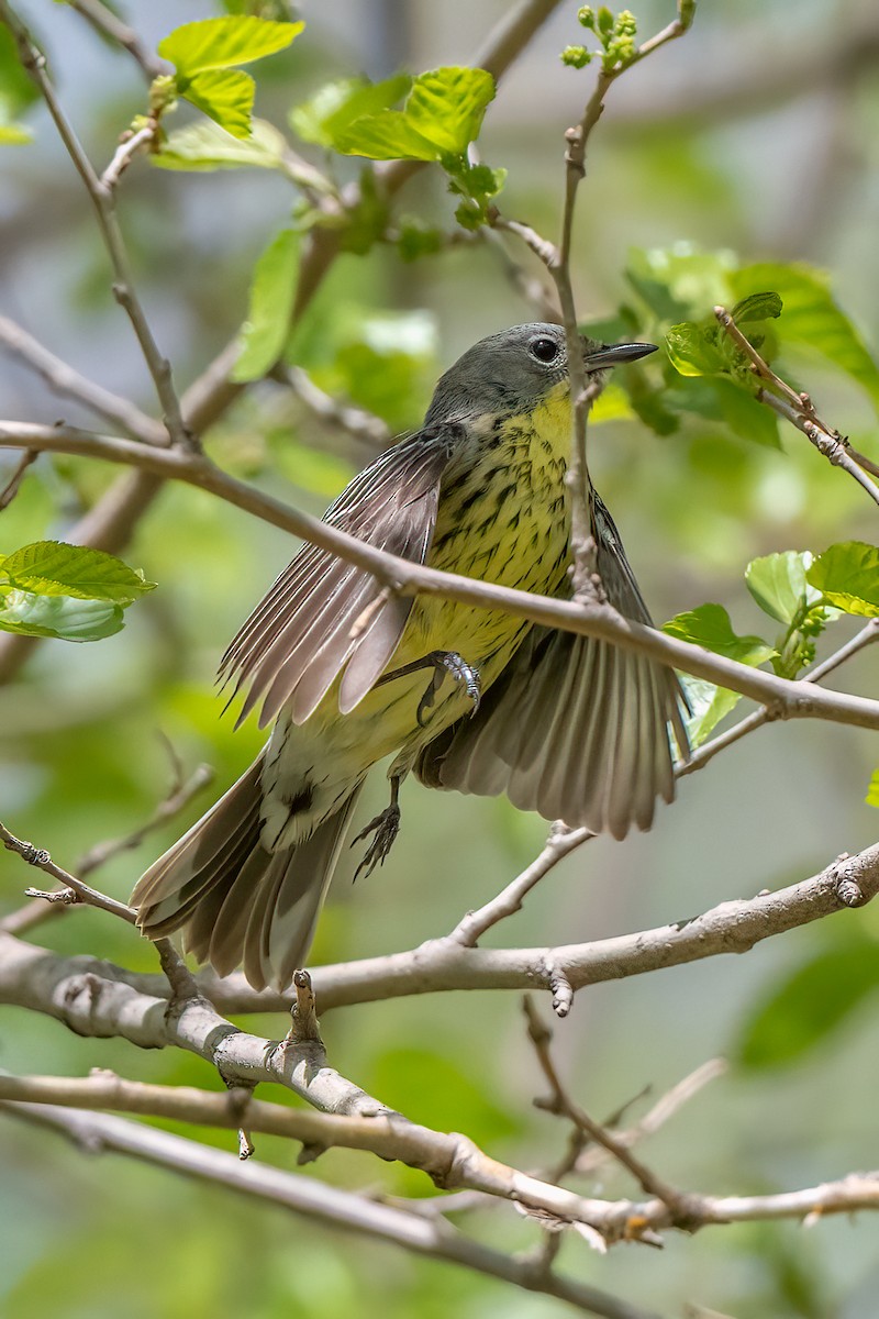 Kirtland's Warbler - ML617682840