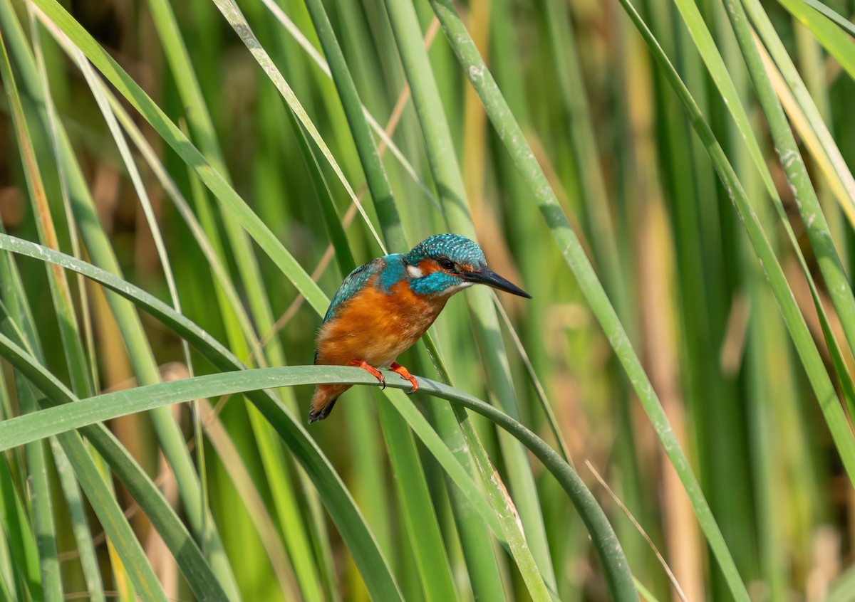 Common Kingfisher - ML617682850