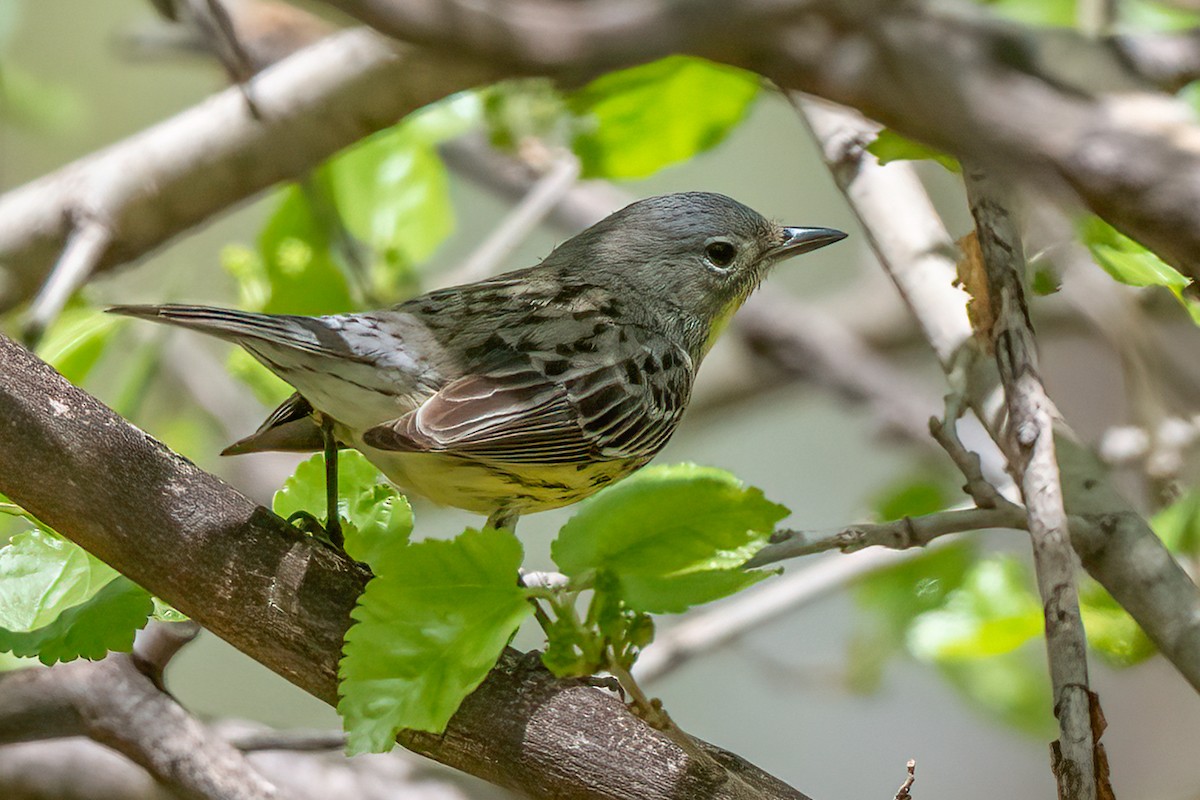 Kirtland's Warbler - ML617682852