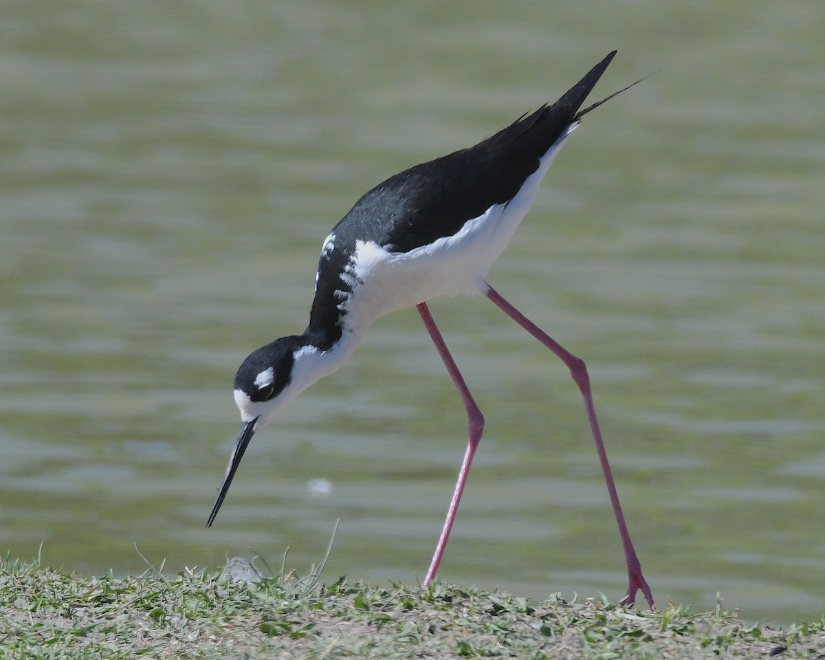 Black-necked Stilt - ML617682855