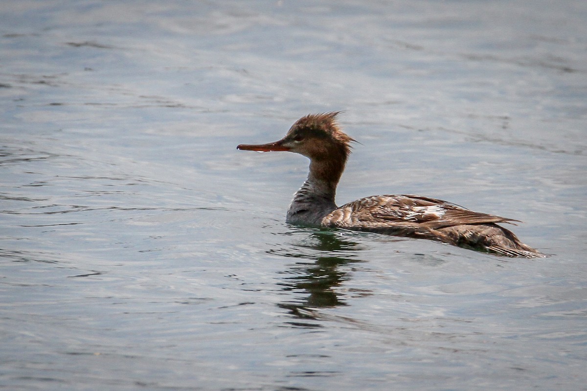 Red-breasted Merganser - Denise Hargrove