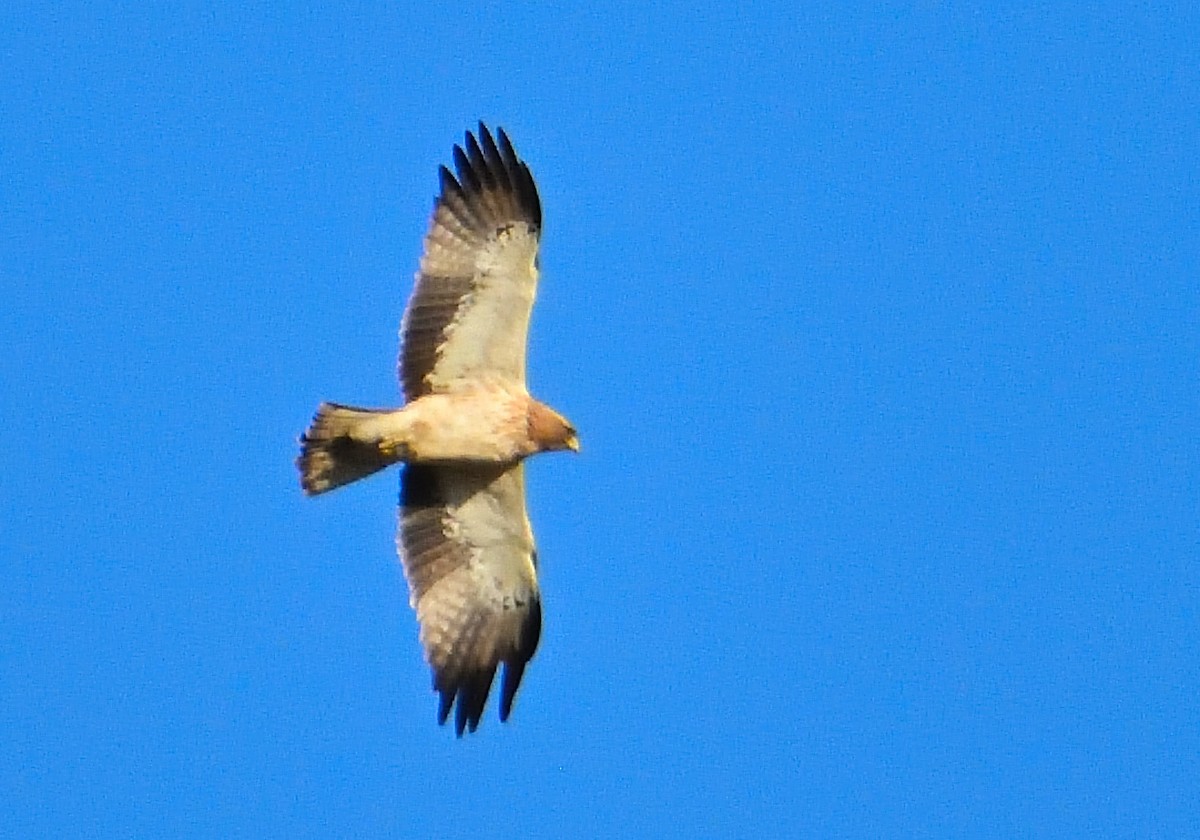 Booted Eagle - ML617682880