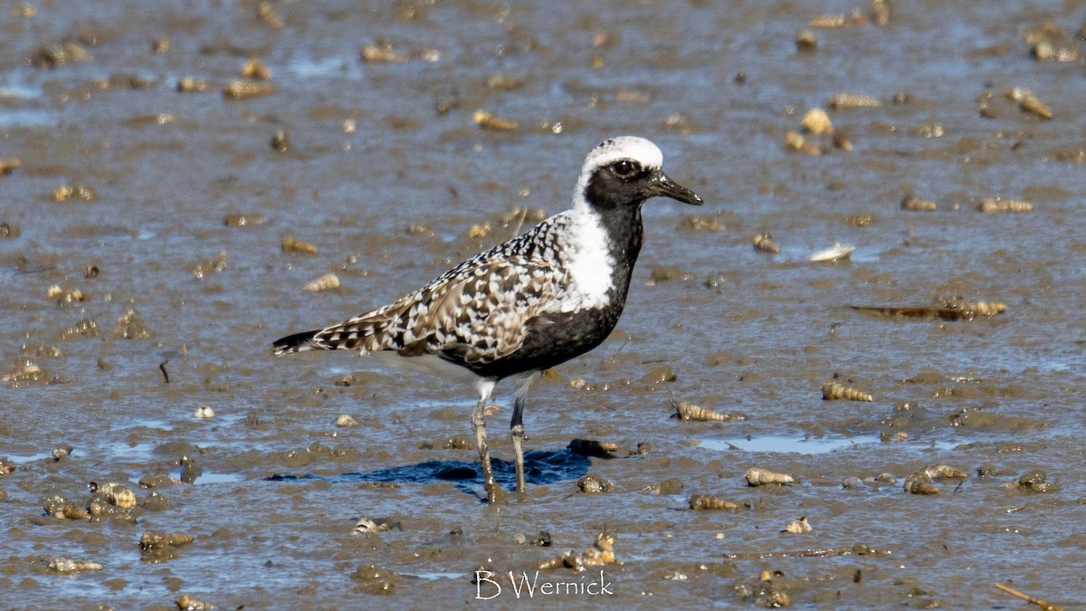 Black-bellied Plover - Barbara W