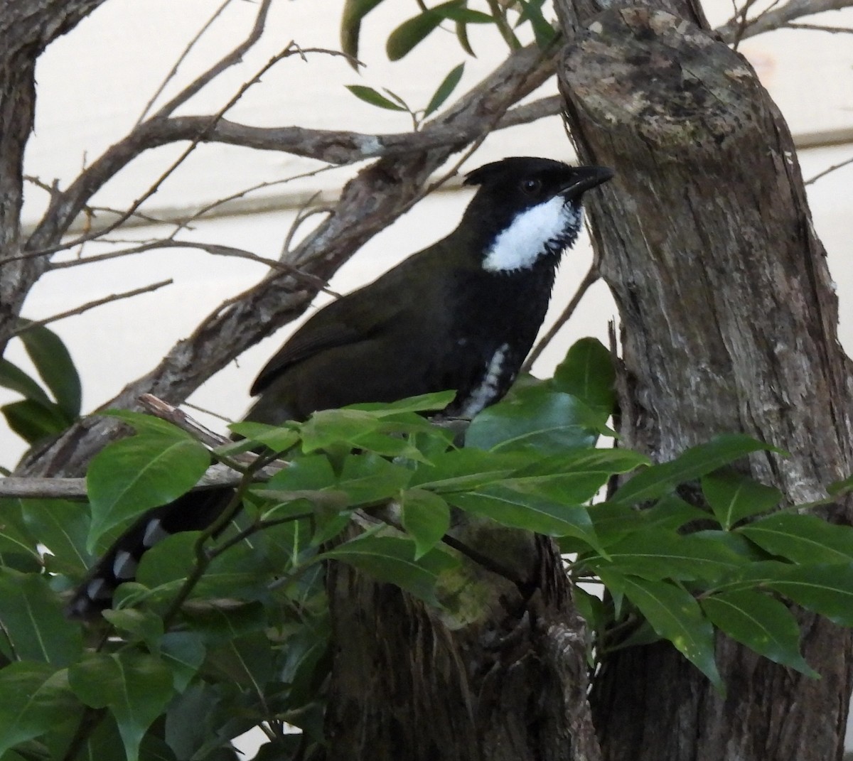 Eastern Whipbird - ML617682888