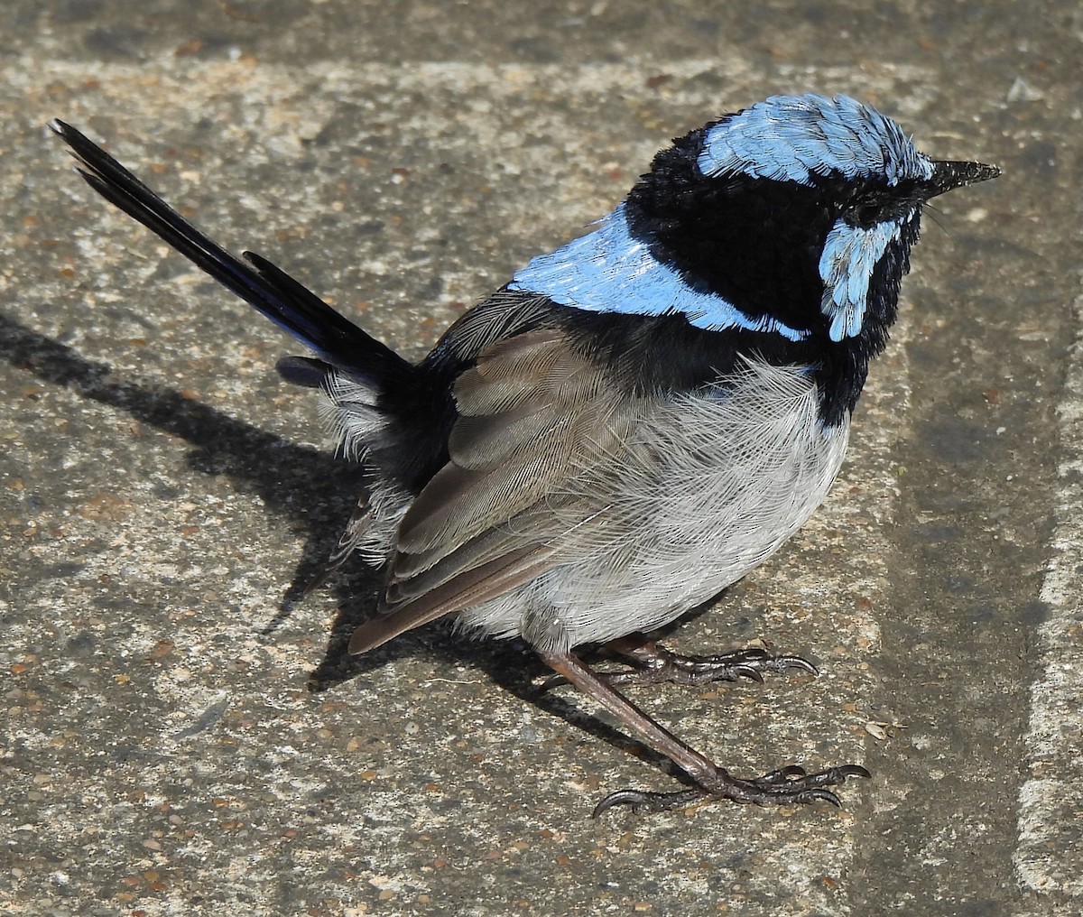 Superb Fairywren - ML617682928