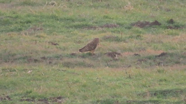 Short-eared Owl (Northern) - ML617682956