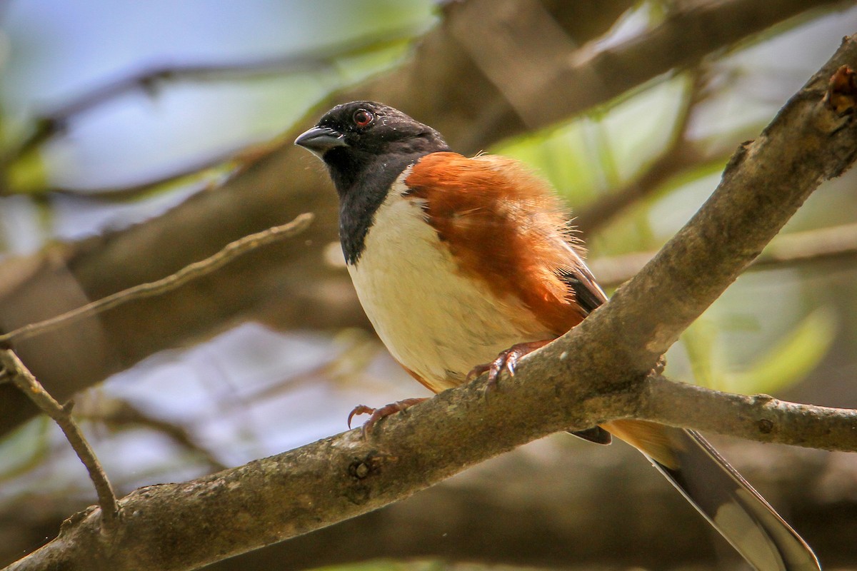 Eastern Towhee (Red-eyed) - Denise Hargrove