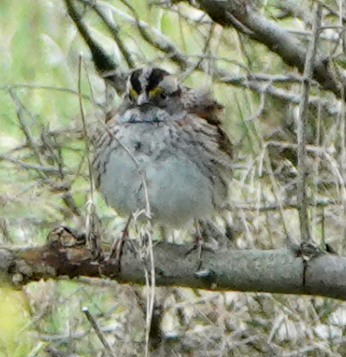 White-throated Sparrow - ML617682965