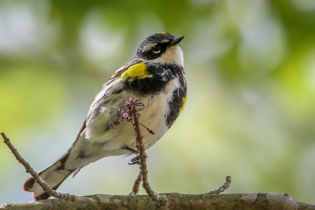 Yellow-rumped Warbler (Myrtle) - Denise Hargrove