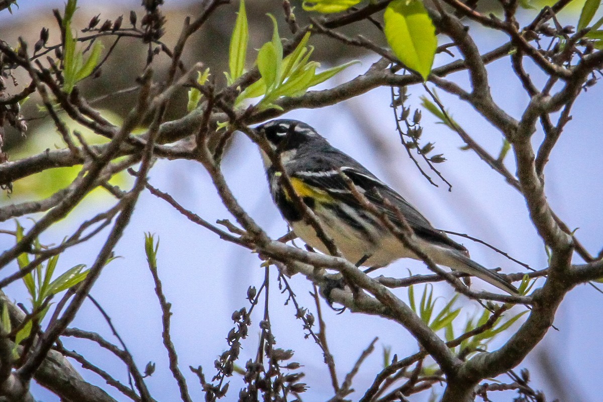 Yellow-rumped Warbler (Myrtle) - Denise Hargrove