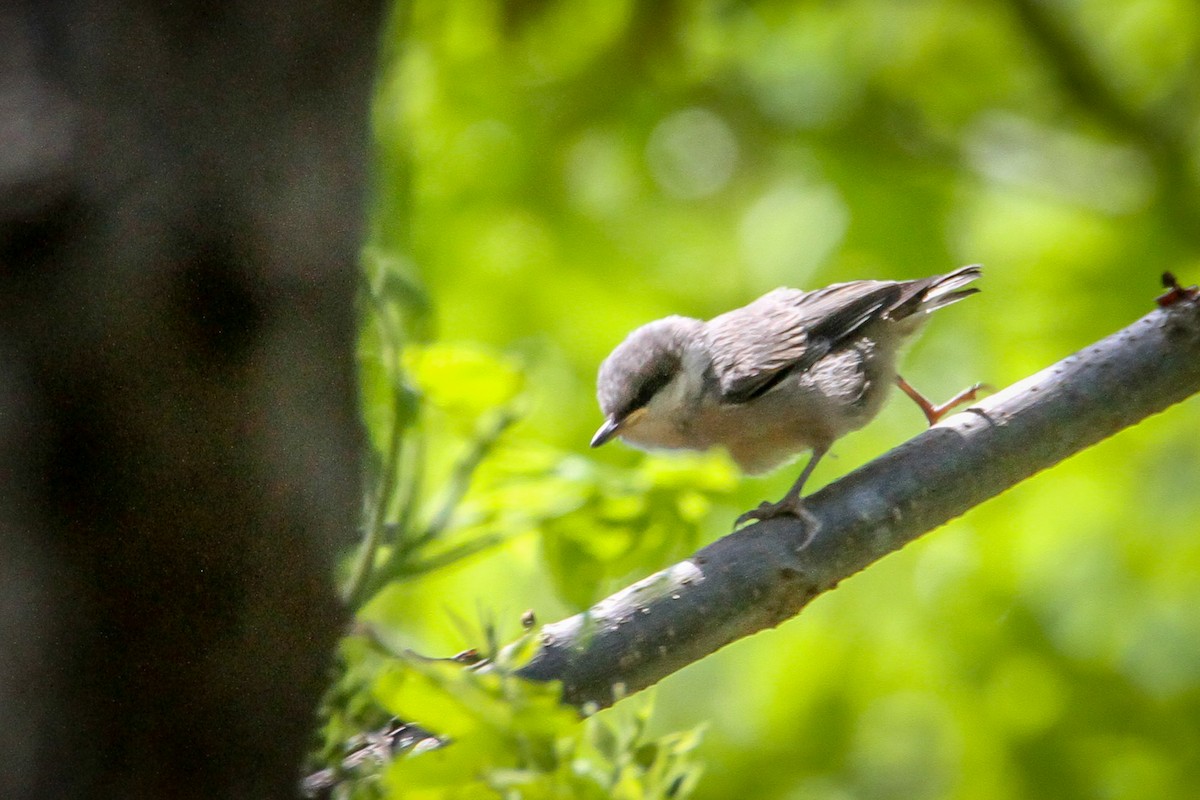 Brown-headed Nuthatch - Denise Hargrove