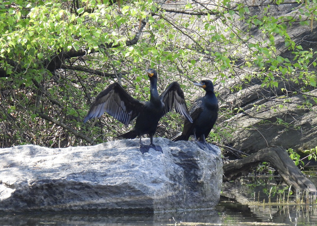 Double-crested Cormorant - ML617682998