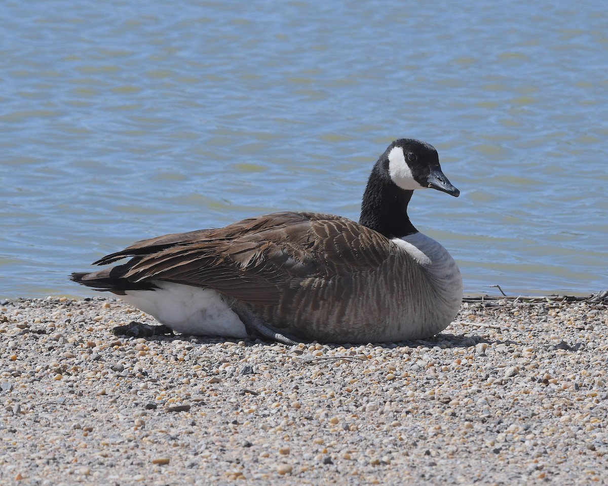 Canada Goose - Ted Wolff